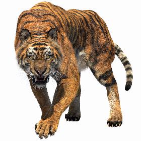 Tiger Fur 3D model